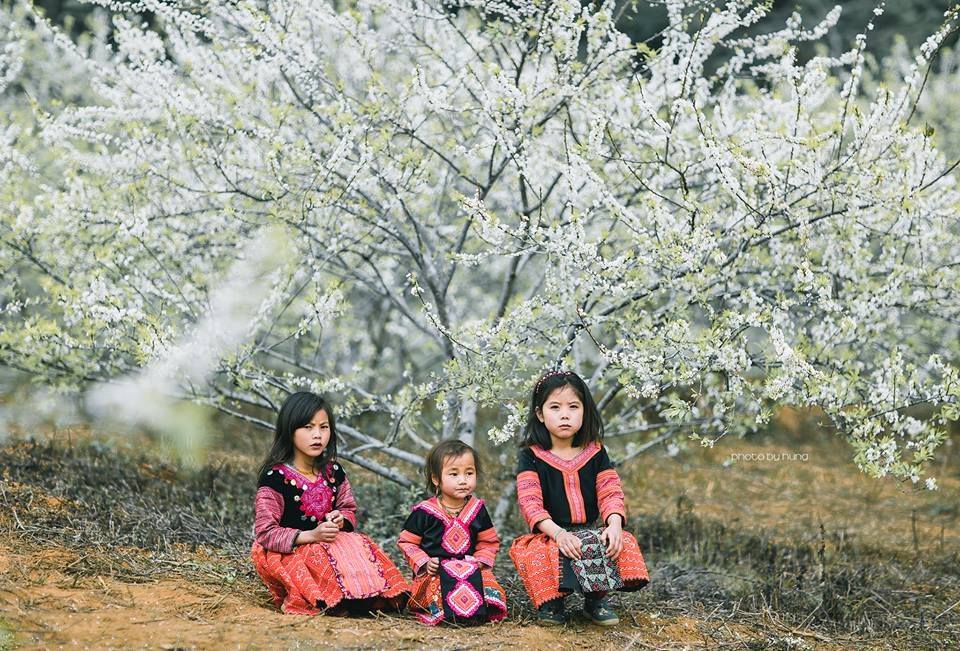 Những em bé dân tộc với trang phục truyền thống nổi bật giữa rừng hoa mận nở rộ