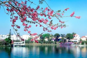 Đà Lạt: Cuối đông hoa Mai Anh Đào nở rực – thành phố khoác màu áo xuân hồng