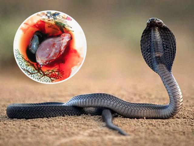 Hình ảnh loài rắn mà người ta thường lấy tim của nó để uống với rượu - món ăn Việt Nam kinh dị