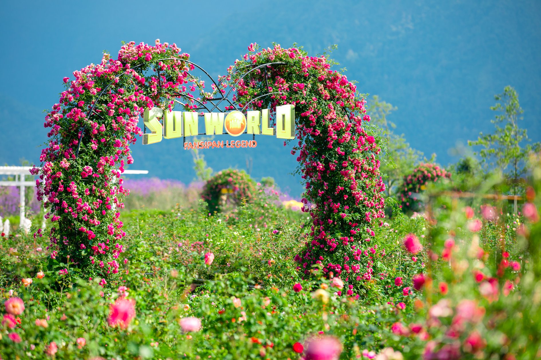 hình ảnh thung lũng hoa hồng tại sun world vô cùng rực rỡ
