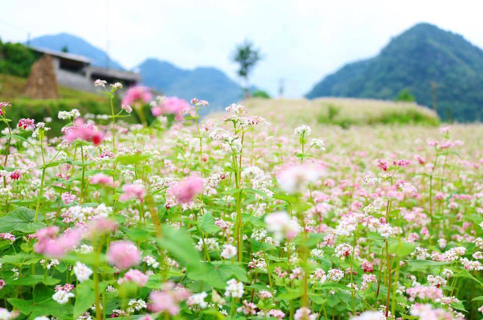 Thạch Sơn Thần - địa điểm check in với đồng hoa tam giác mạch được nhiều người yêu thích