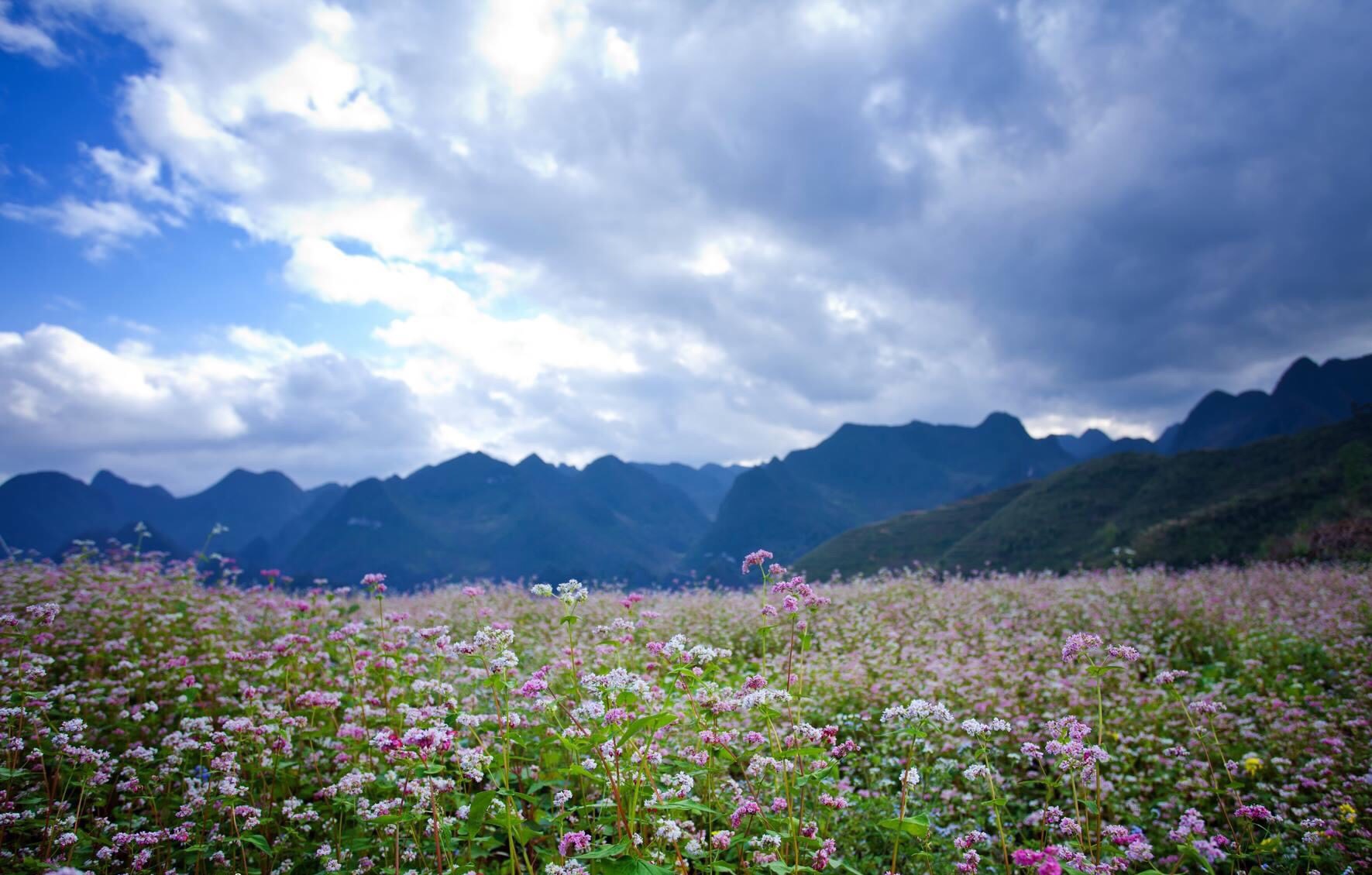 Hoa tam giác mạch khoe sắc bên sườn đồi Lũng Táo thu hút hàng ngàn khách du lịch đến chiêm ngưỡng