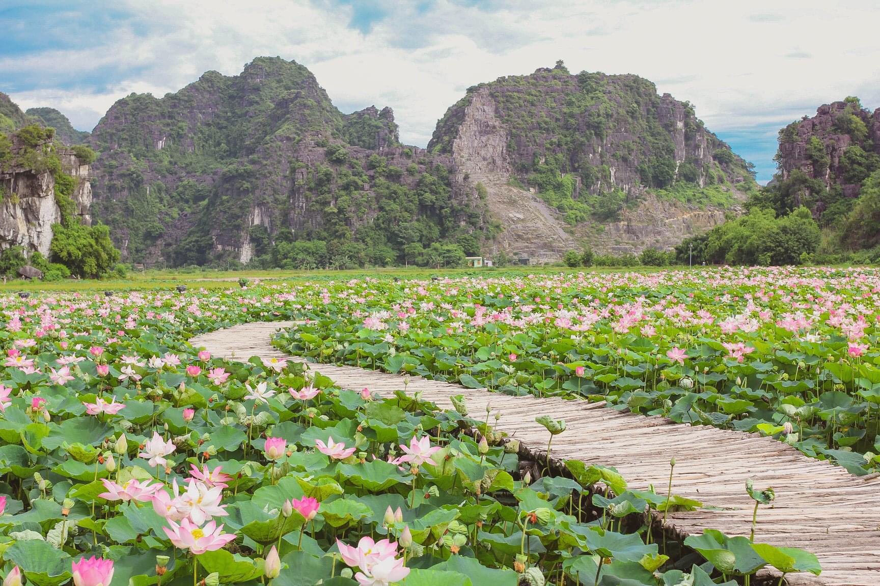 Đầm sen ở Hang Múa thu hút hàng triệu khách du lịch mỗi mùa sen nở