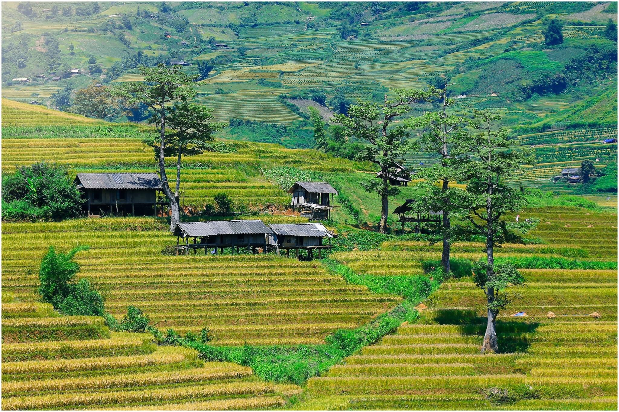 Bản Lìm Mông (Mù Cang Chải) vào mùa lúa chín