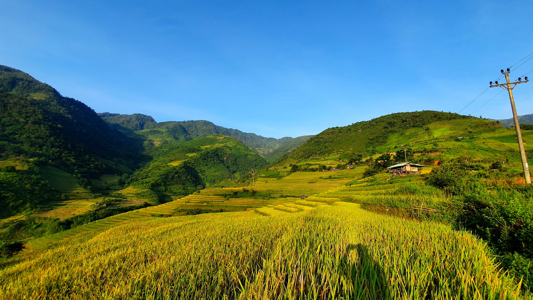 Bản Lìm Mông ở Mù Cang Chải vào mùa lúa chín vô cùng thanh bình