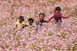 Xem ngay kẻo lỡ 4 địa điểm check in hoa tam giác mạch đẹp lung linh tại Hà Giang