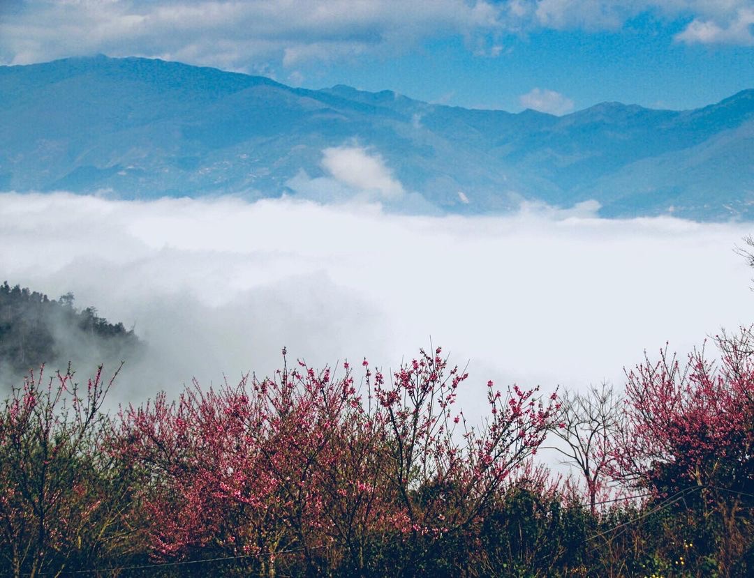 Tour Săn mây Tà Xùa – Ngắm hoa Mộc Châu